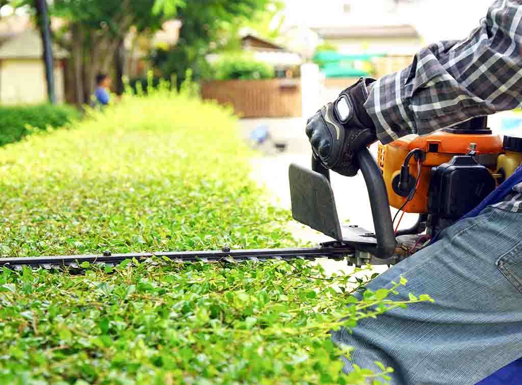 Entreprises Taille haie tonte gazon